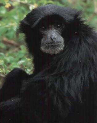 Siamang