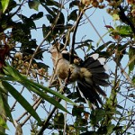 Tekukur Biasa, Burung Taman yang Tidak Ada di Taman..